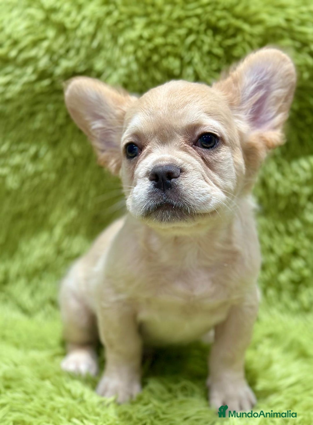 Bulldog Francés perros en venta: Bulldog francés Fluffy  - Imagen 1