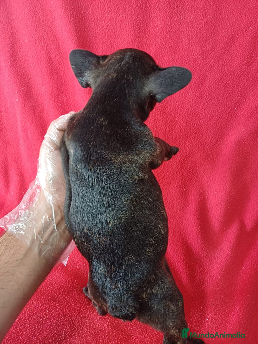 Bulldog Francés perros en venta: Bulldog Francés  - Imagen 3