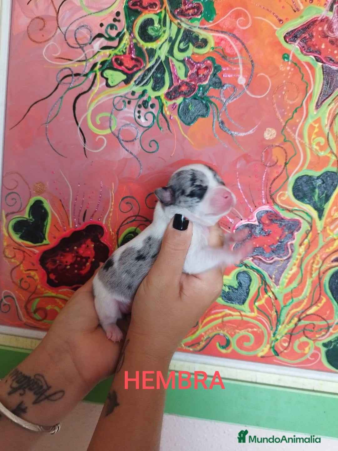 Chihuahua perros en venta: Chihuahuas toys exóticos  - Imagen 5