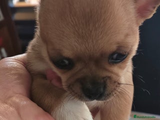 Chihuahua perros Hembra chihuahua linia rusa - Anuncio 1