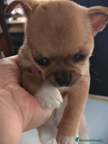 Chihuahua perros Hembra chihuahua linia rusa - Anuncio 4