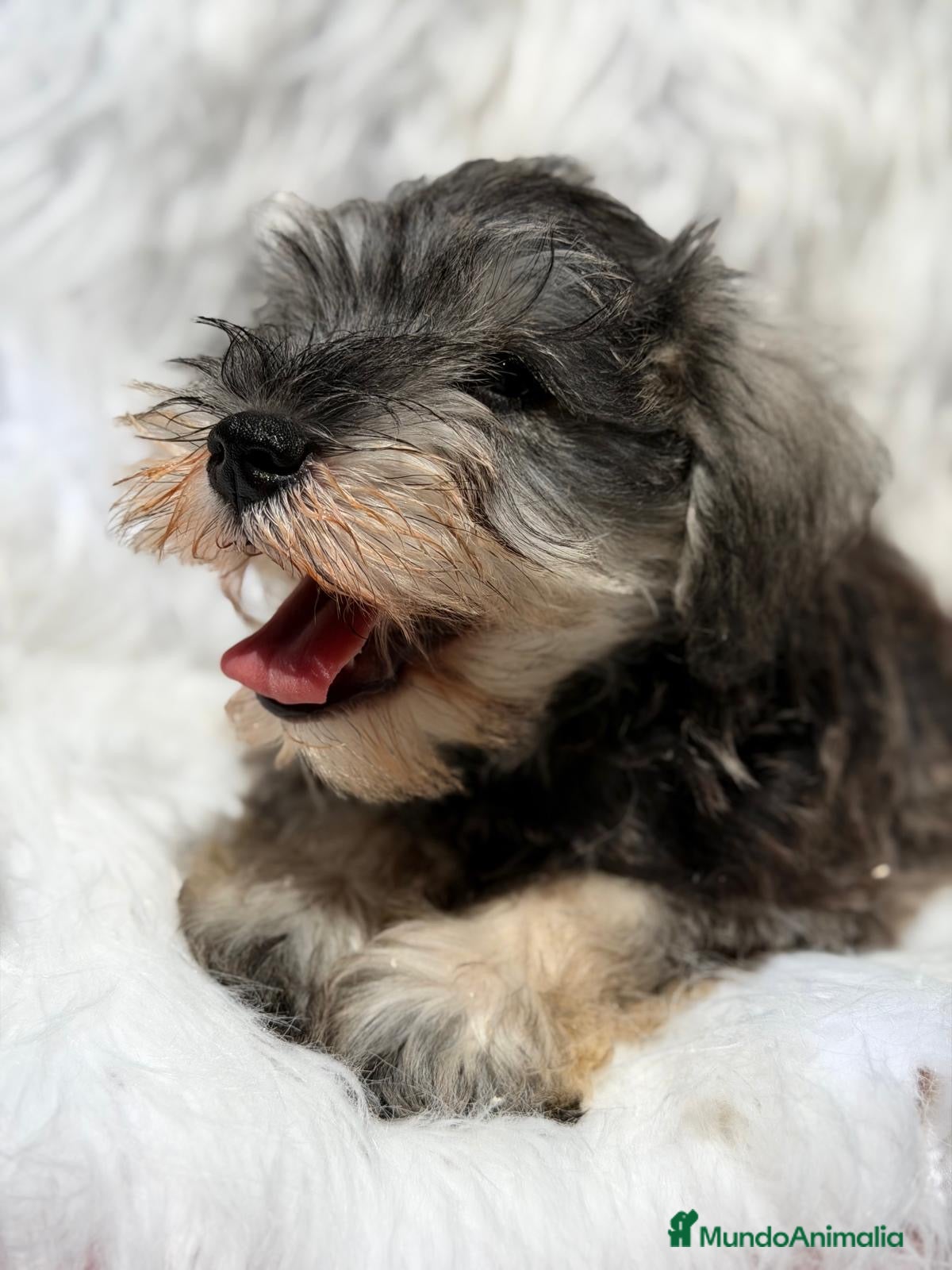 Schnauzer Miniatura perros SCHNAUZER MINIATURA EXCEPCIONALES - Anuncio 1