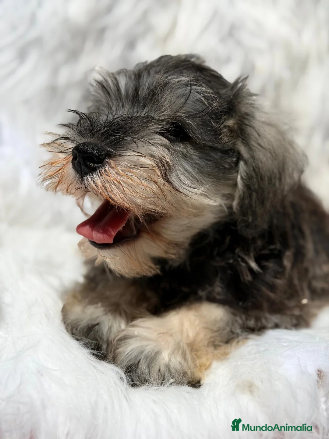 Schnauzer Miniatura perros en venta: SCHNAUZER MINIATURA EXCEPCIONALES - Anuncio 1