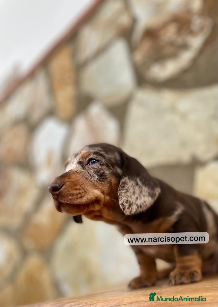 Teckel Miniatura perros CRIADERO TECKEL ARLEQUIN - Anuncio 9