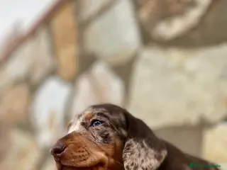 Teckel Miniatura perros CRIADERO TECKEL ARLEQUIN - Anuncio 9