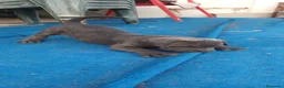 Cane Corso perros en venta: Cane corso  - Anuncio 4