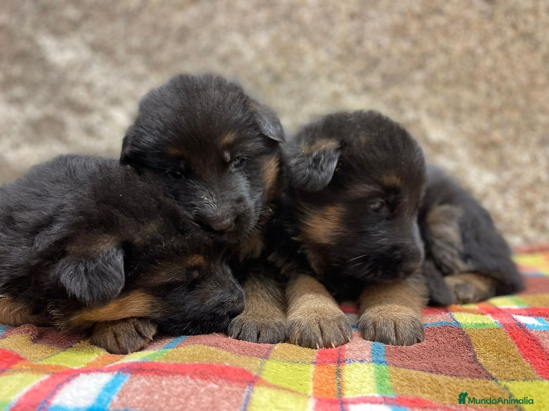 Pastor Alemán perros en venta: Súper cachorro macho pastor alemán  - Anuncio 13