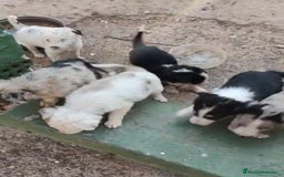 Border Collie perros en venta: Nueva camada border collie  - Imagen 3