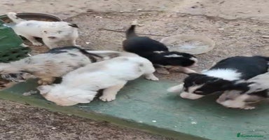 Border Collie perros - Anuncio 3