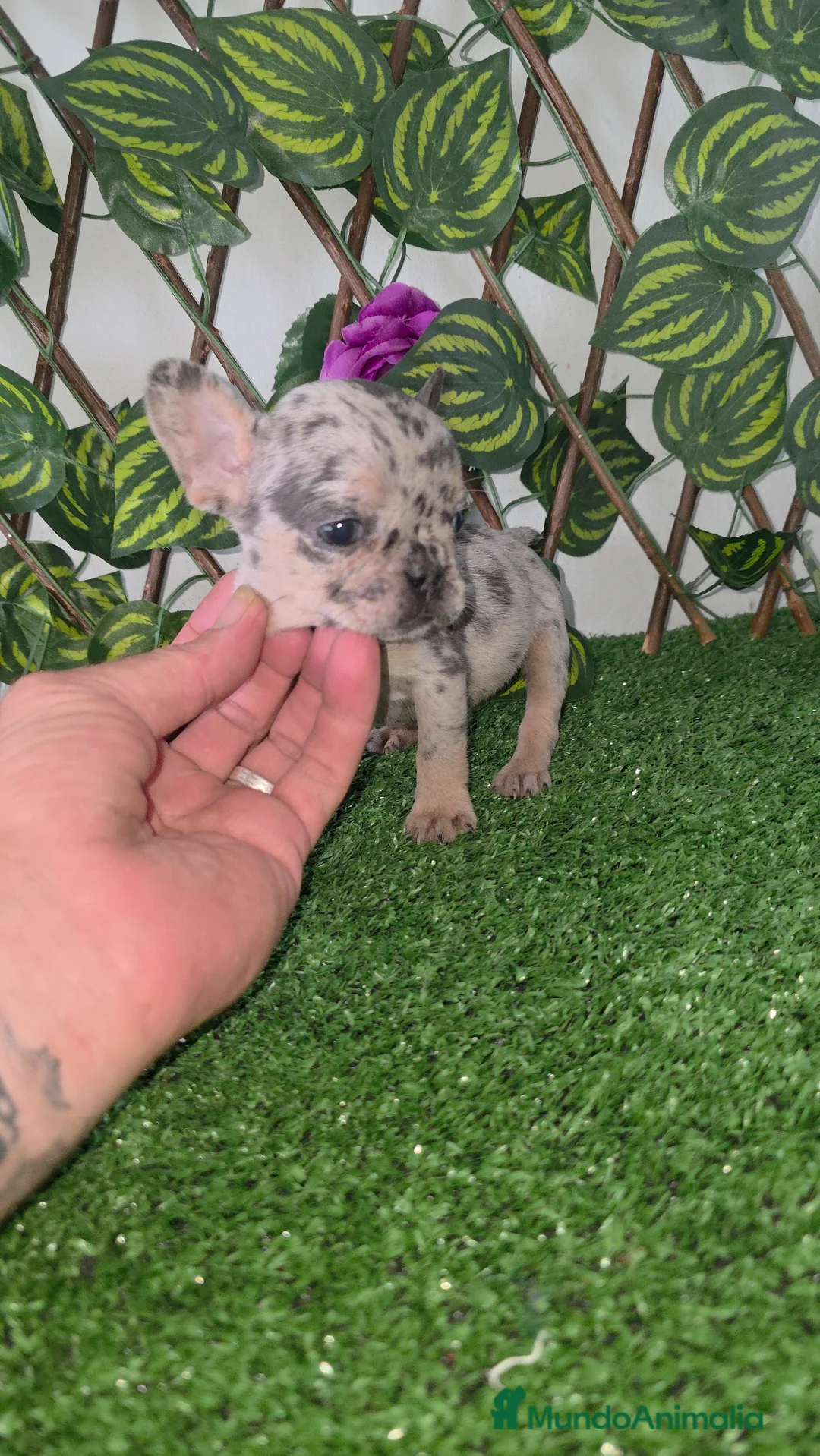 Bulldog Francés perros en venta: Frenchis - Anuncio 2