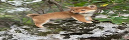 Shiba Inu perros en venta: Shiba Inú con toda la vacuanion completa  - Anuncio 4