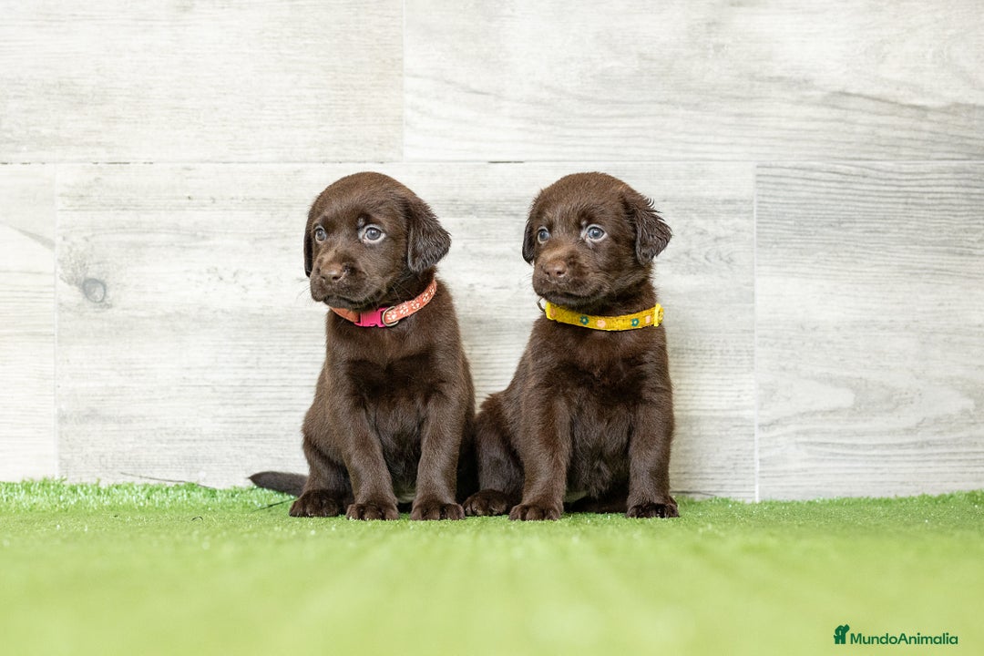 Labrador Retriever perros en venta: LABRADOR CHOCOLATE DISPONIBLE  - Imagen 5