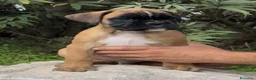 Boxer perros en venta: Precioso Macho BOXER - Anuncio 3