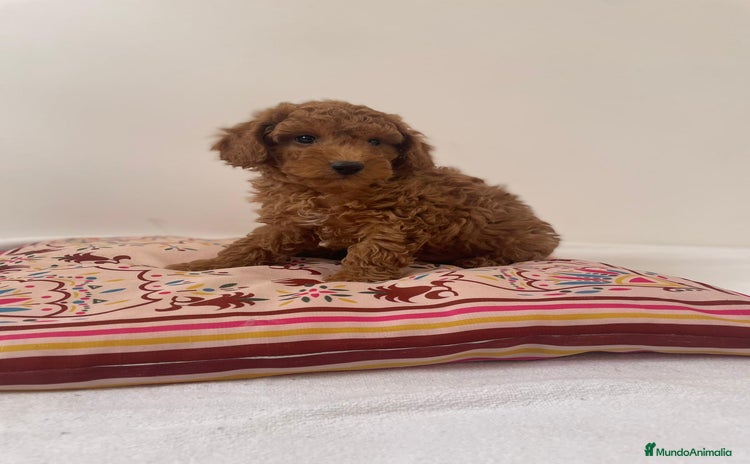 Caniche Toy perros - Anuncio 2