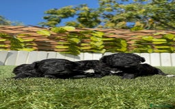 Caniche Toy perros en venta: CANICHE TOY - Imagen 11