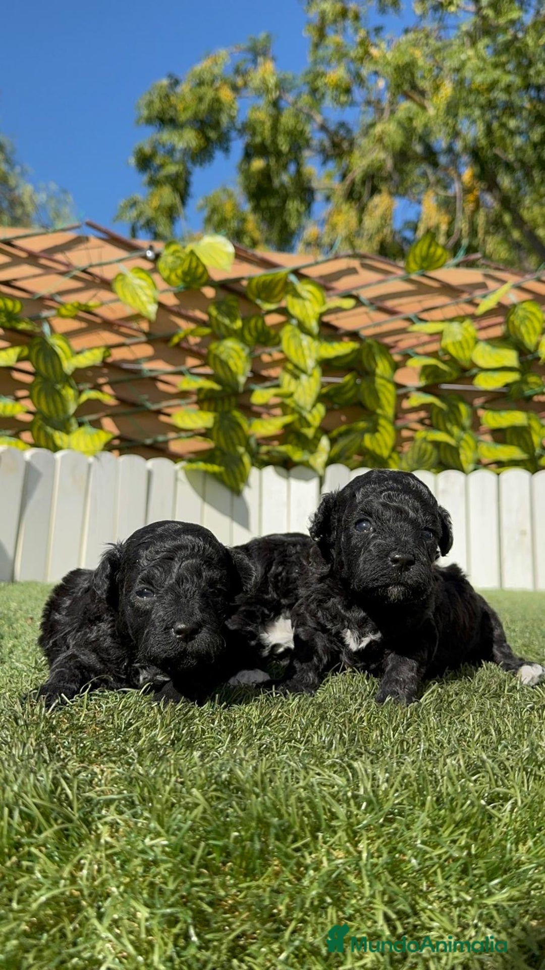 Caniche Toy perros en venta: CANICHE TOY - Imagen 11