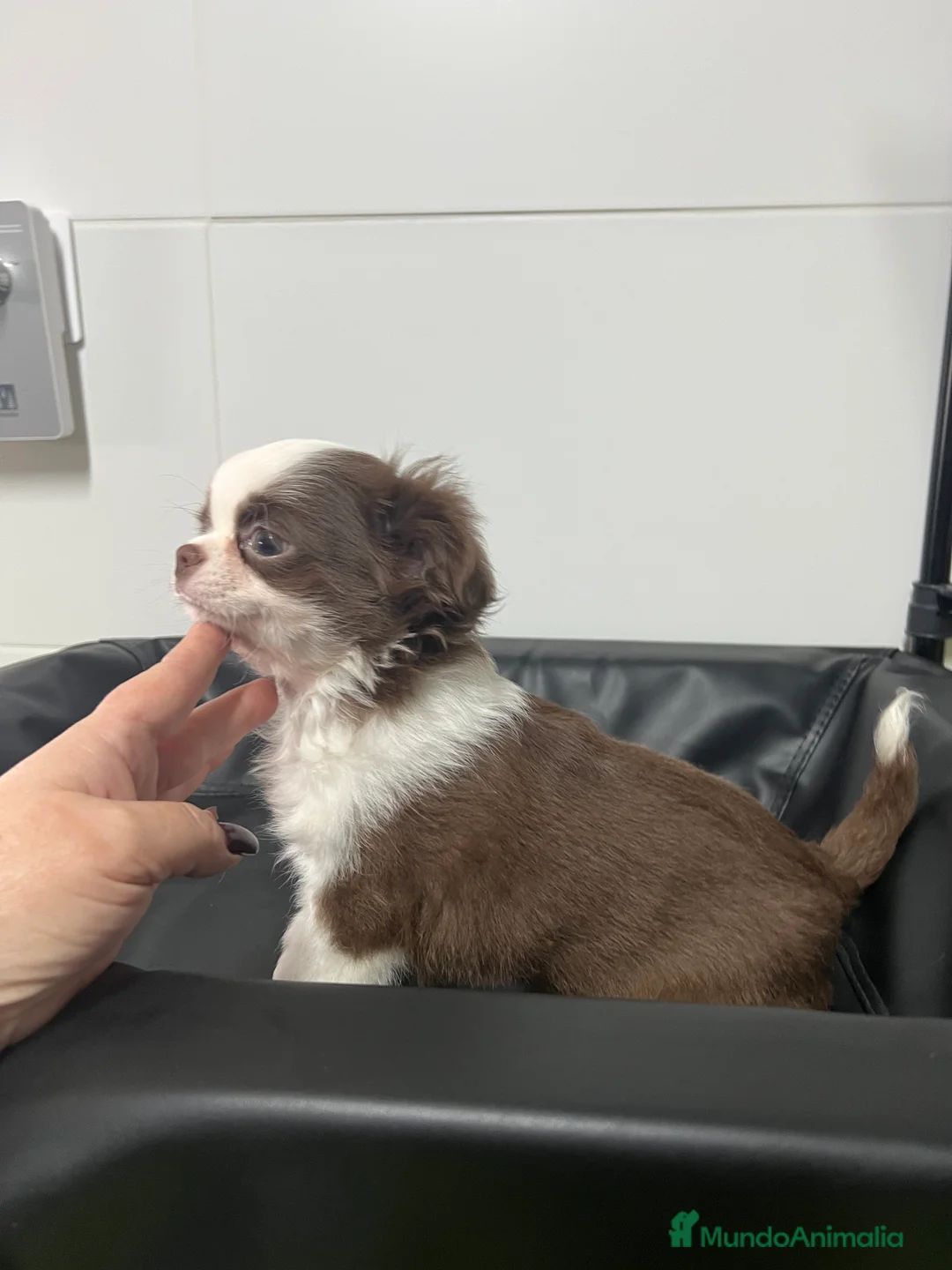 Chihuahua perros en venta: Chihuahua Macho pelo largo  - Anuncio 2