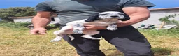 Setter Inglés perros en venta: Setter Ingles en Salamanca - Anuncio 1
