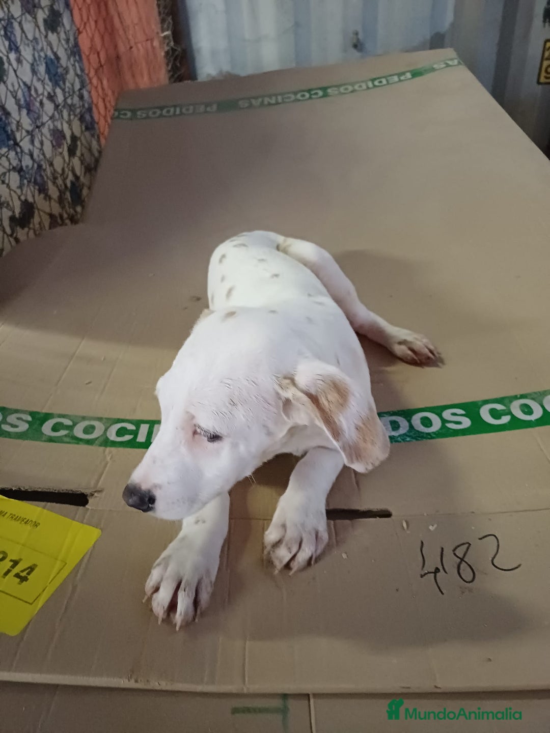 Dálmata perros en venta: Dalmata limón  - Anuncio 4