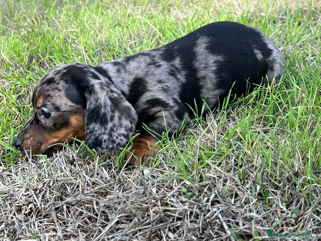 Teckel Miniatura perros en venta: Teckel miniatura !  en Ciudad Real - Anuncio 3