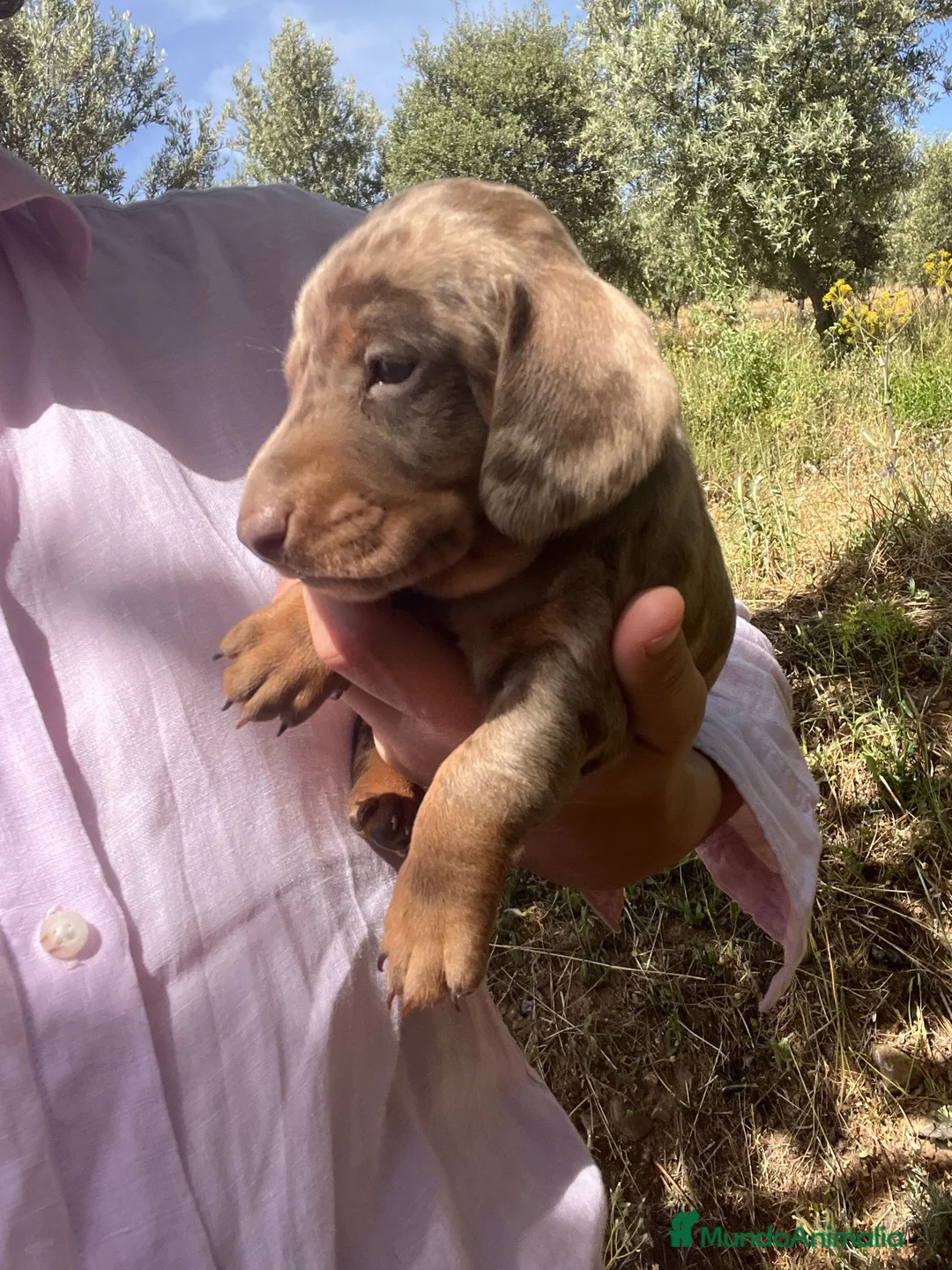 Imagen de galería {{count}}