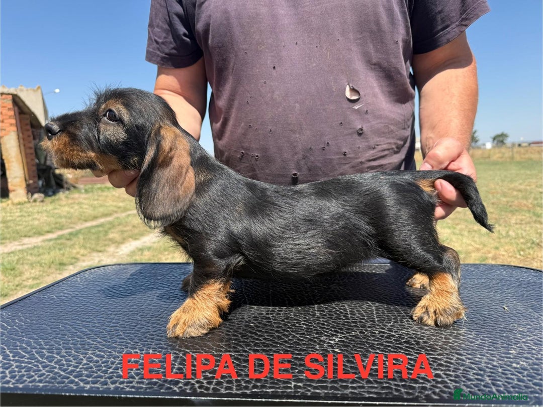 Teckel Miniatura perros en venta: Camada de Teckel - Imagen 2