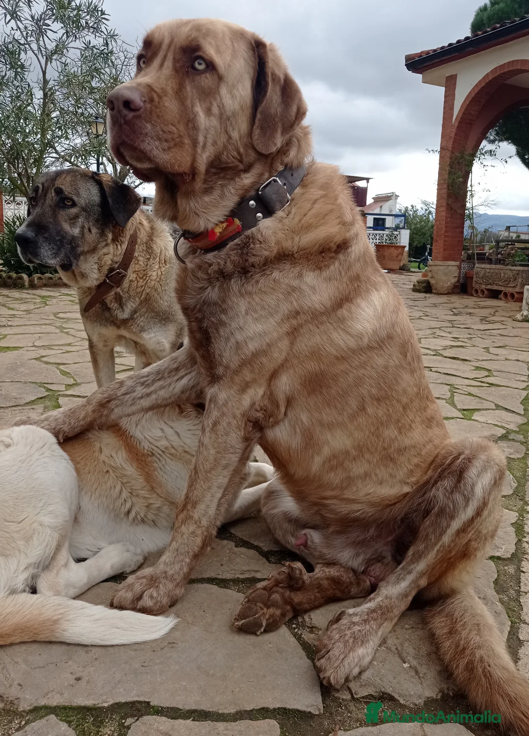 Mastín Español perros en venta: Cachorros de mastín español - Anuncio 2