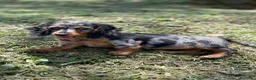 Teckel Miniatura perros en venta: TECKEL MINI TODA ESPAÑA  - Anuncio 3