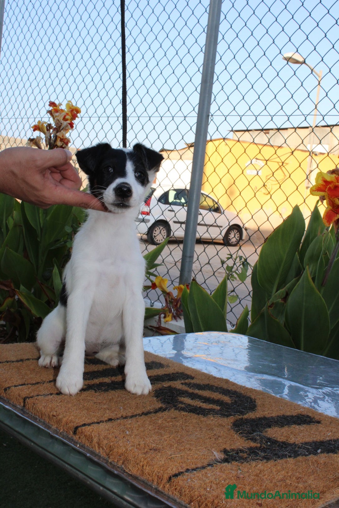 Fox Terrier de Pelo Liso perros en venta: Cachorros de fox Terrier  - Imagen 4