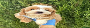 DUKE