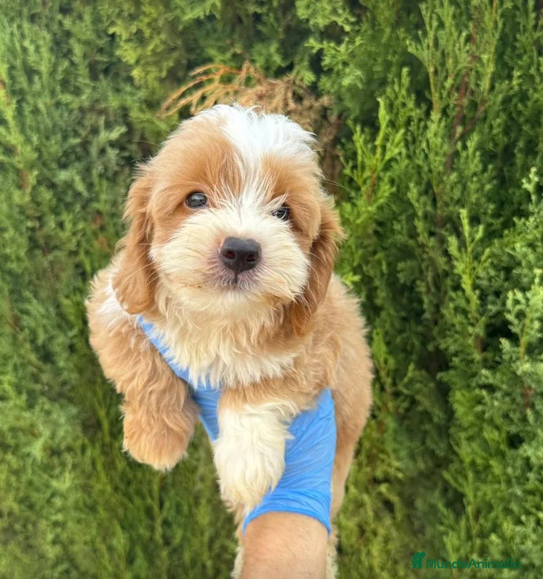 Maltipoo perros en venta: DOS MALTIPOO - DISPONIBLES ✅  - Anuncio 2