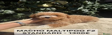 Maltipoo 4