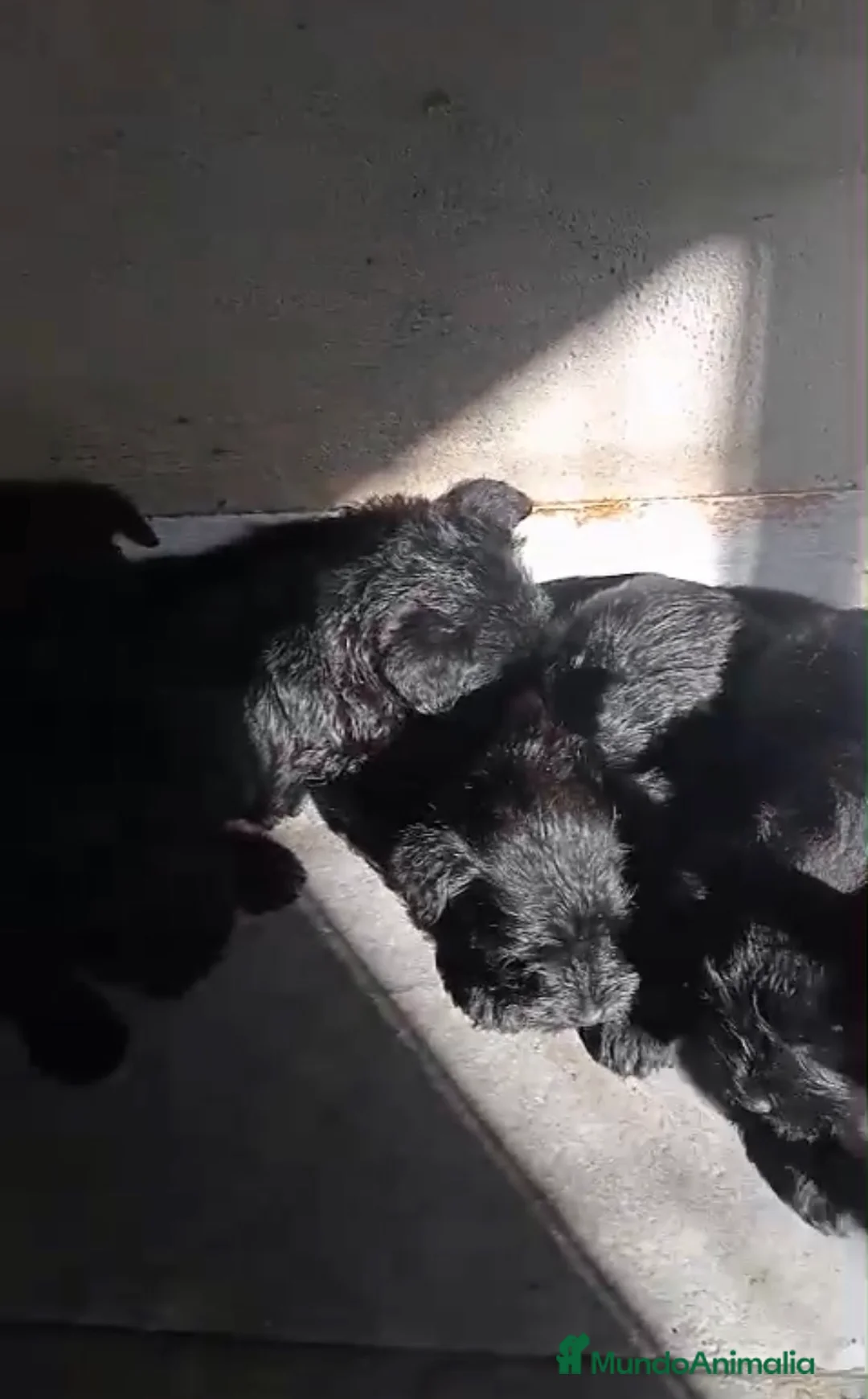 Schnauzer Miniatura perros en venta: Cachorros de Schnauzer miniatura negros  - Anuncio 2