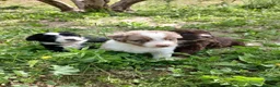 Otras razas perros en venta: AUSTRALIAN WATER DOG - Anuncio 24