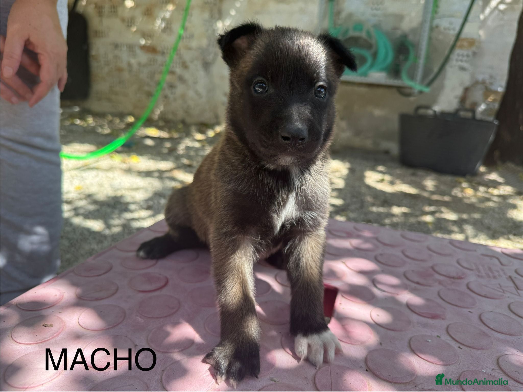 Pastor Belga Malinois perros Pastor belga malinois de calidad  - Anuncio 15