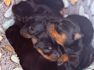 Pinscher Miniatura perros Pincher Miniatura - Anuncio 3