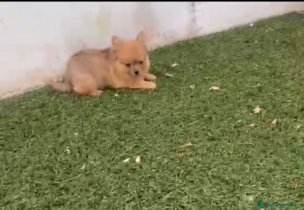 Pomerania perros Pomerania macho merle - Anuncio 1