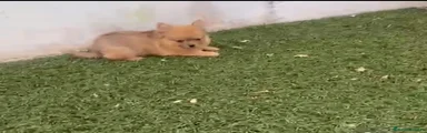 Pomerania Cachorro 1