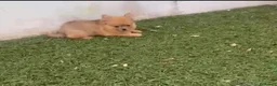 Pomerania perros en venta: Pomerania macho merle - Anuncio 2