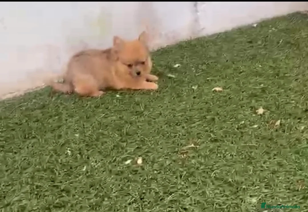Pomerania perros en venta: Pomerania macho merle - Anuncio 2