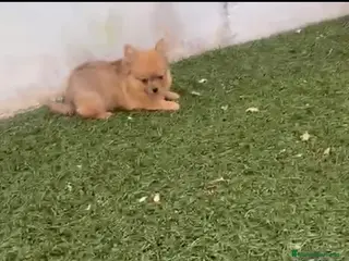 Pomerania perros Pomerania macho merle - Anuncio 1