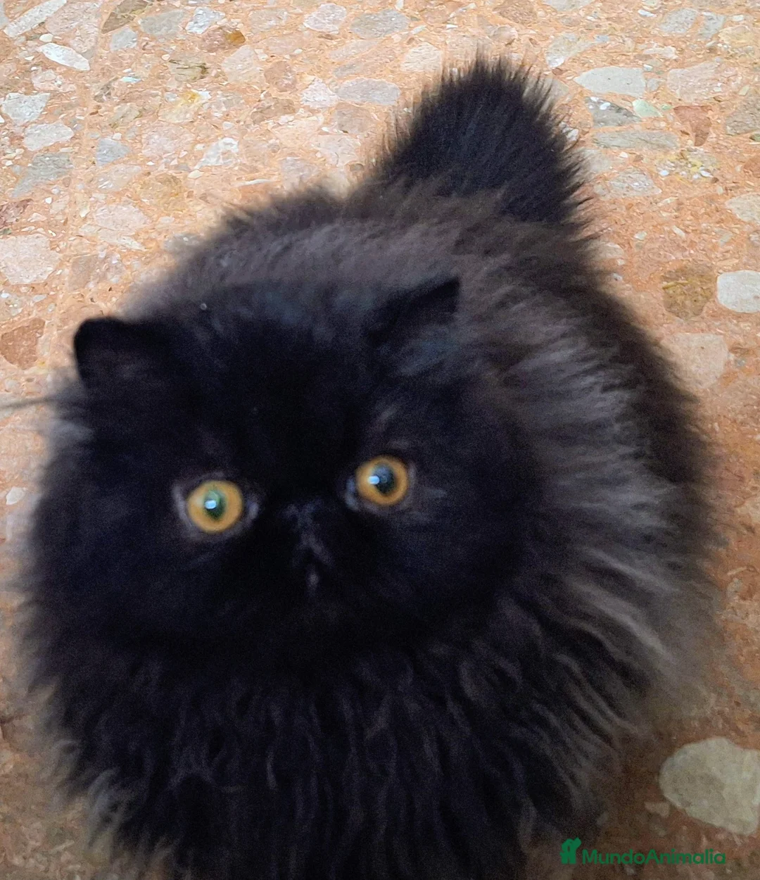 Persa gatos en venta: Gc, ch, ich - Anuncio 3