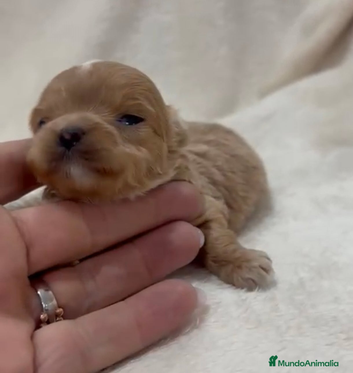 Maltipoo perros Maltipoo macho y hembra toy y minitoy  - Anuncio 1