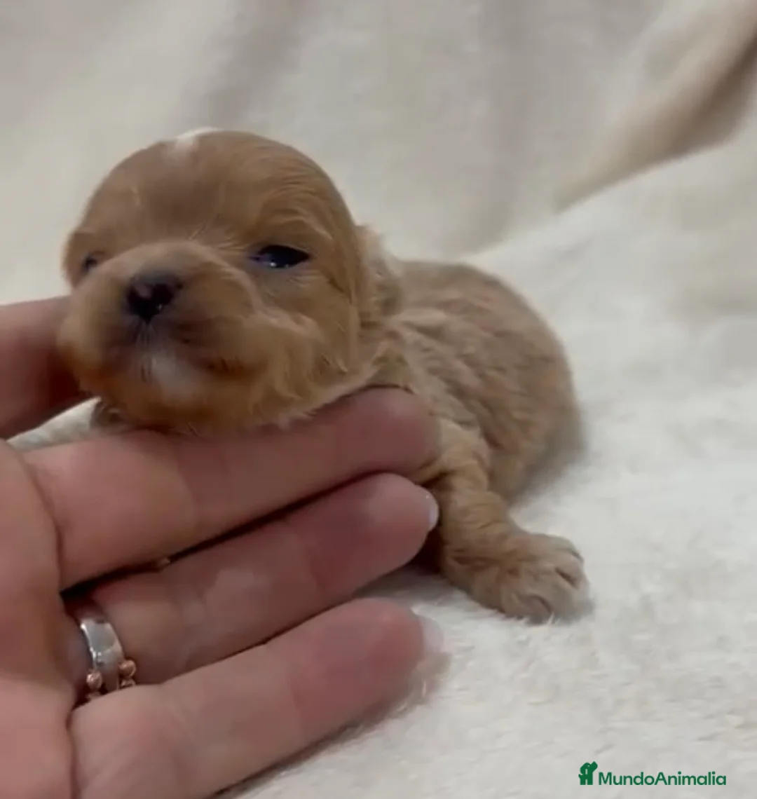 Maltipoo perros en venta: Maltipoo macho y hembra toy y minitoy  - Anuncio 1