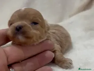 Maltipoo perros Maltipoo macho y hembra toy y minitoy - Anuncio 1