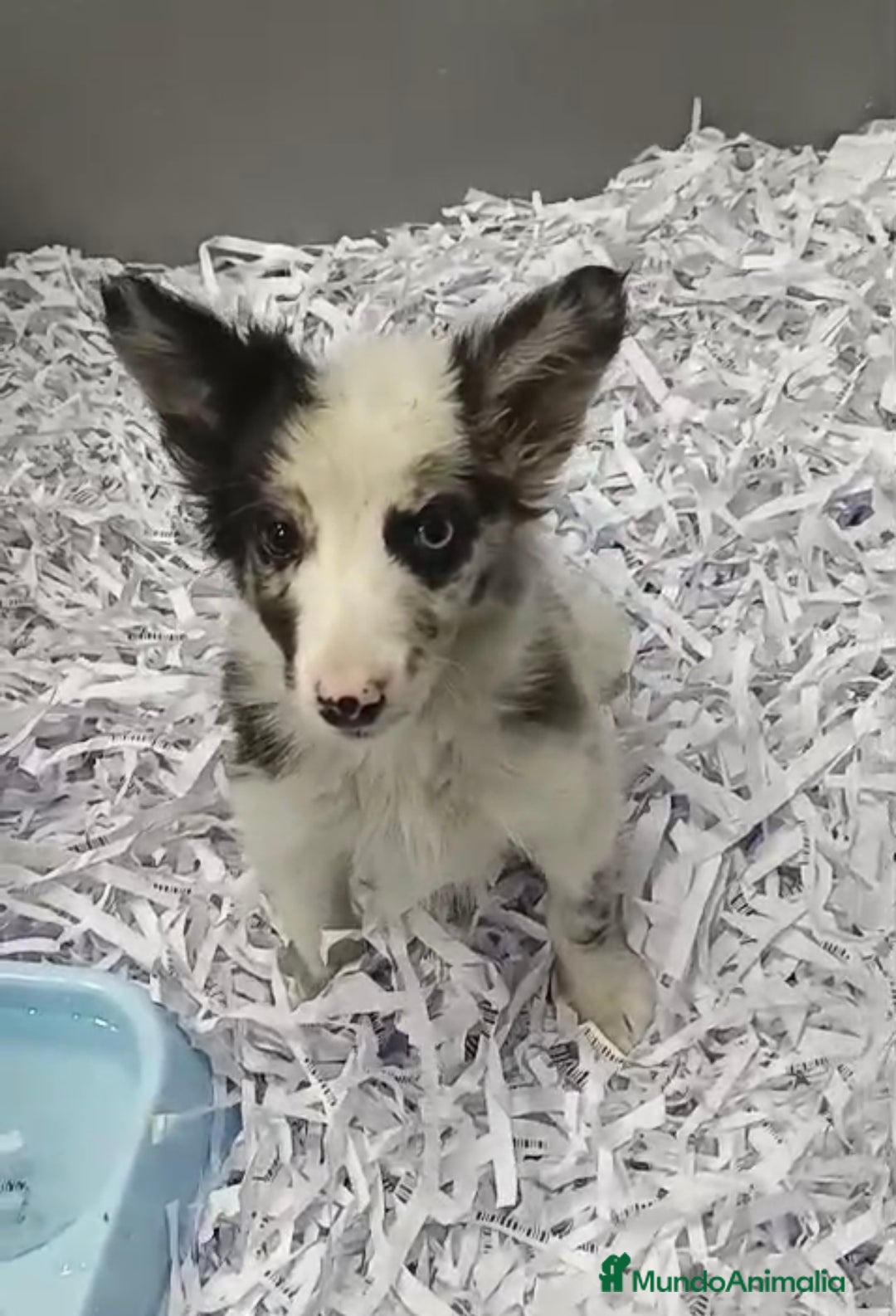 Border Collie perros en venta: PRECIOSOS CACHORROS DE BORDER COLLIE - Anuncio 3