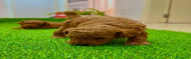 Caniche Toy 2