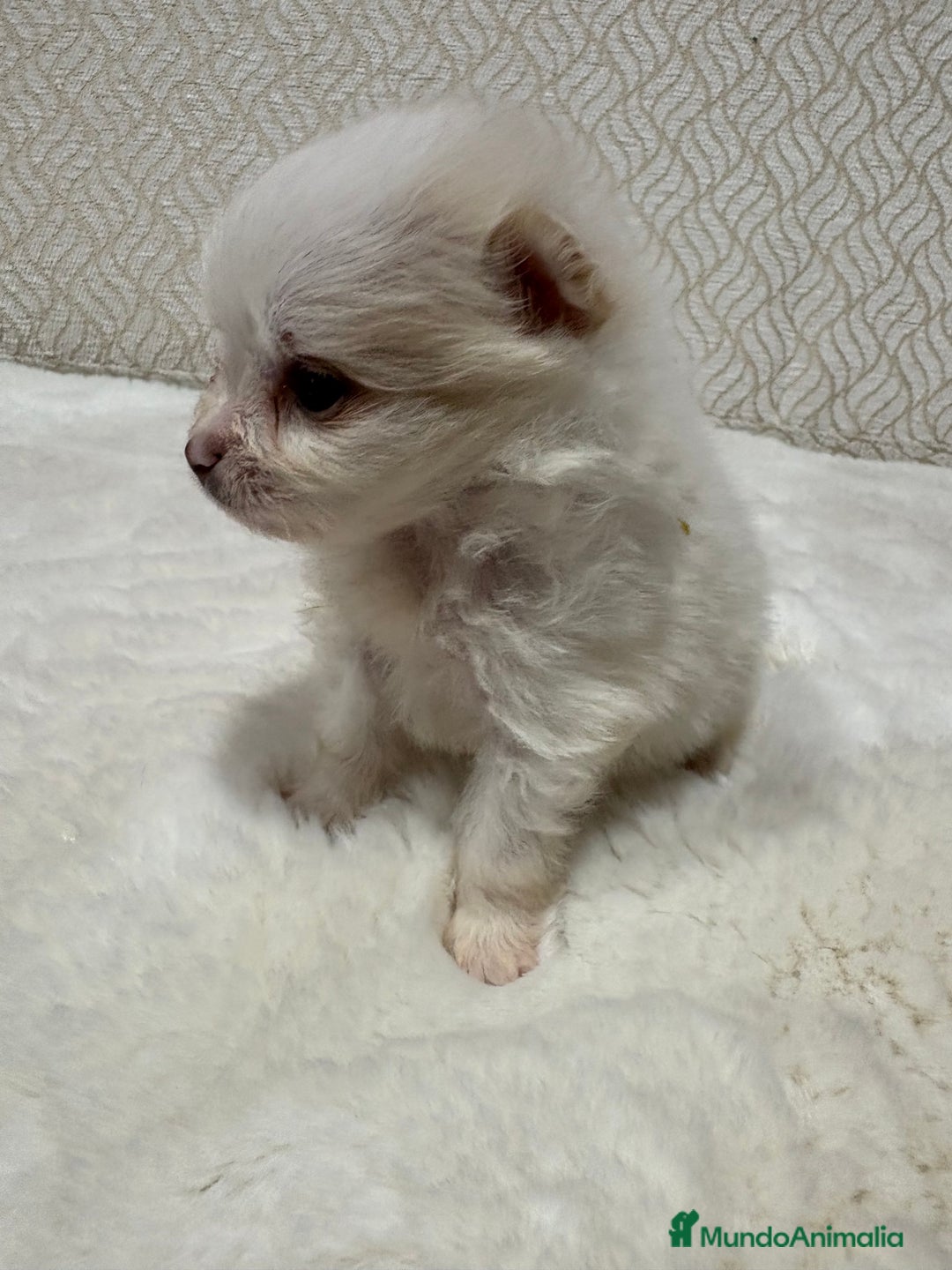 Pomerania perros en venta: Lulu Pomerania Toy hembra naranja blanca  - Anuncio 9