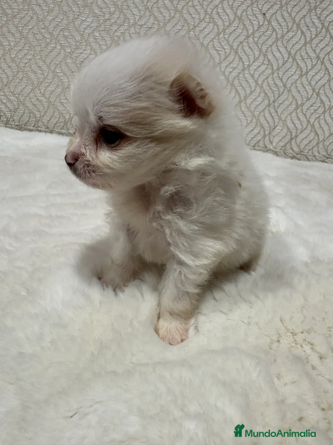 Pomerania perros en venta: Lulu Pomerania Toy hembra naranja blanca  - Anuncio 9