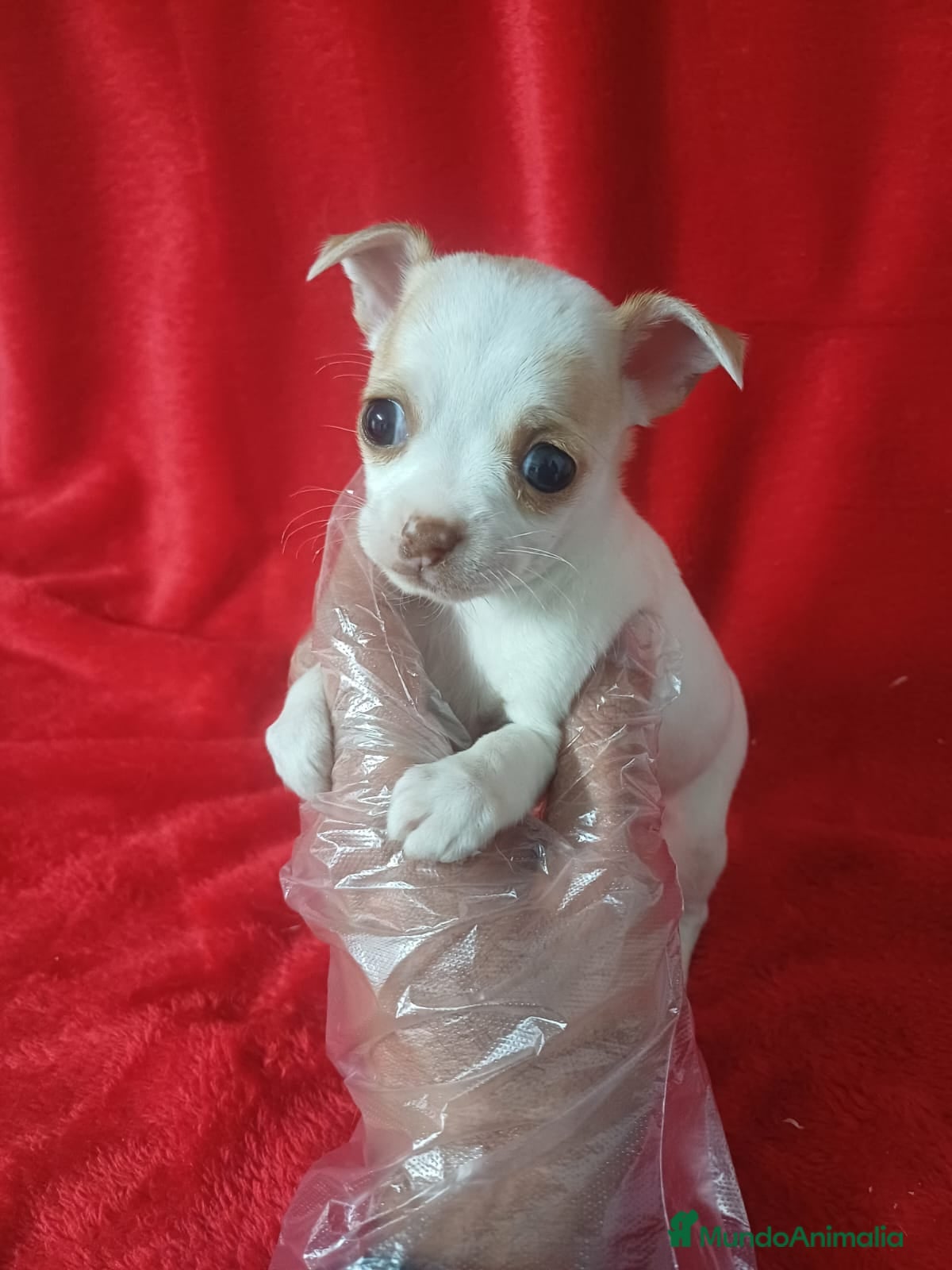 Chihuahua perros Chihuahua Mini  - Anuncio 18